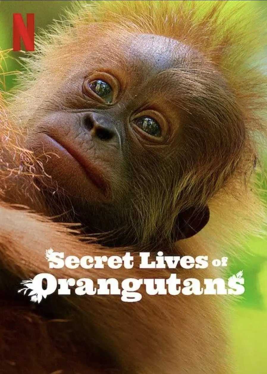 红毛猩猩的秘密生活 Secret Lives of Orangutans (2024) - 夸克网盘 资源封面图
