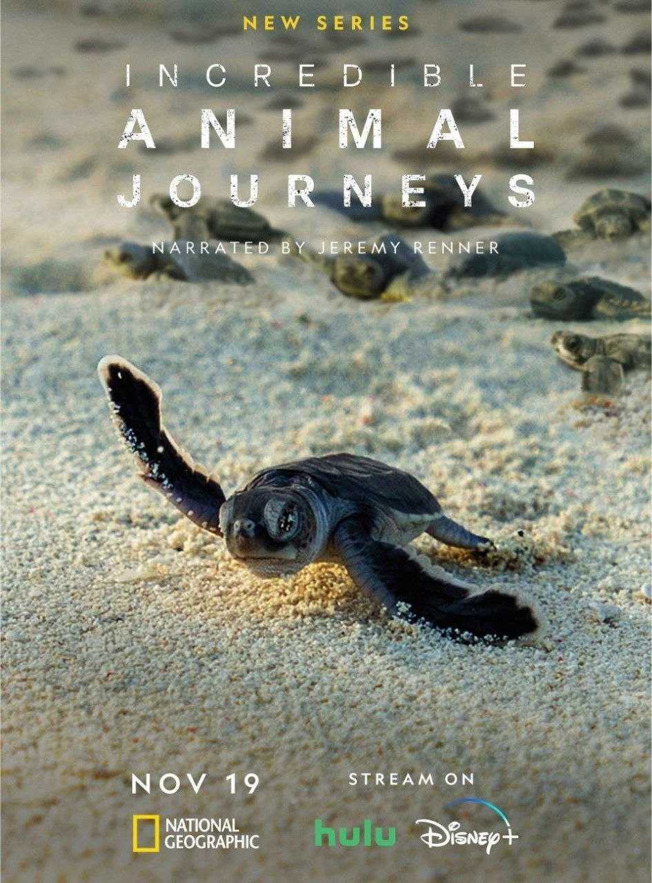 不可思议的动物之旅 (2023) 4K HDR10 - 夸克网盘 资源封面图