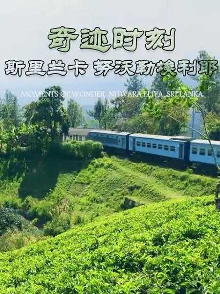 奇迹时刻：斯里兰卡努沃勒埃利耶 MOMENTS OF WONDERNuwara Eliya (2019) - 夸克网盘 资源封面图