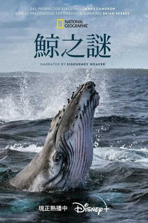 鲸的秘密 (2011) 1080P 全集 国粤英多音轨 内封简繁英字幕 - 百度网盘 资源封面图